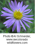 Machaeranthera canescens