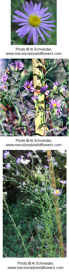 Machaeranthera canescens