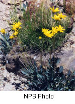 Platyschkuhria integrifolia