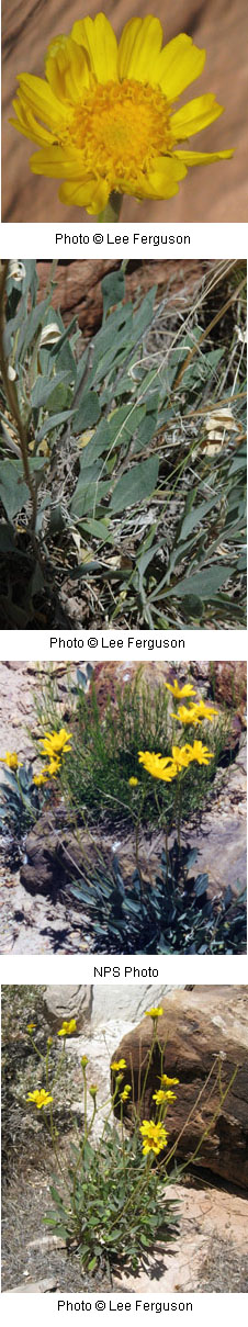 Platyschkuhria integrifolia