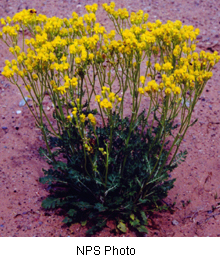 Senecio multilobatus