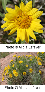 Wyethia scabra