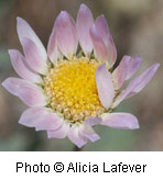 Xylorhiza venusta