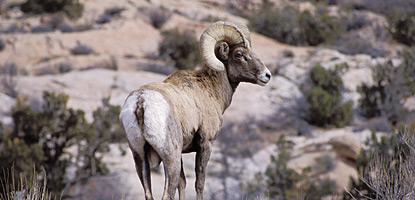 Desert Bighorn Sheep