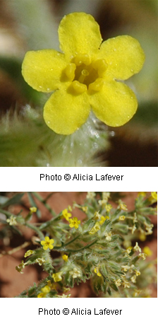 Cryptantha flava