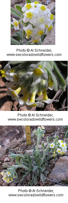 Cryptantha flavoculata