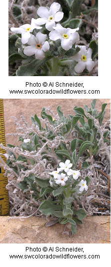 Cryptantha tenuis