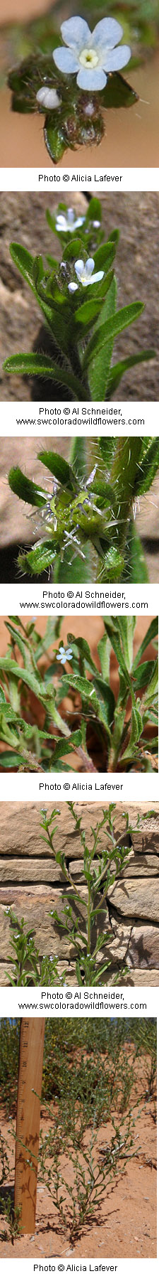 Lappula occidentalis