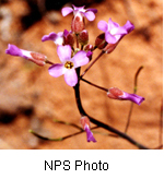 Arabis perennans