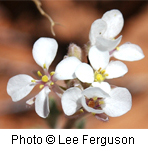 Dithyrea wislizenii