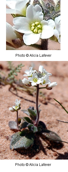 Draba cuneifolia