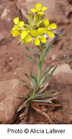 Erysimum asperum