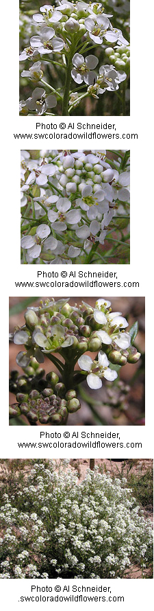 Lepidium montanum