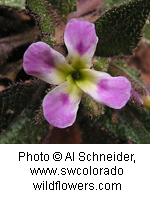 Malcolmia africana