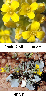 Physaria acutifolia