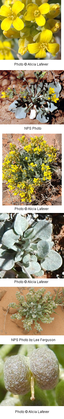 Physaria acutifolia