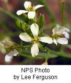 Sisymbrium altissimum