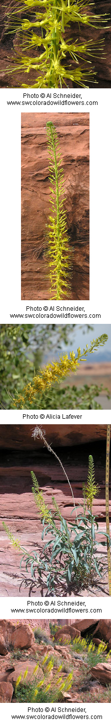 Stanleya pinnata