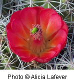 Echinocereus triglochidiatus