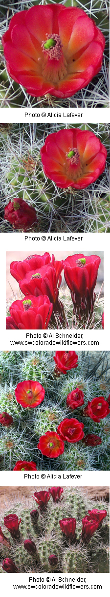 Echinocereus triglochidiatus