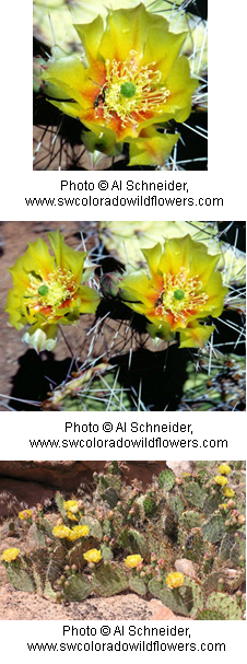 Opuntia phaecantha