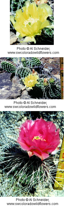 Opuntia polyacantha