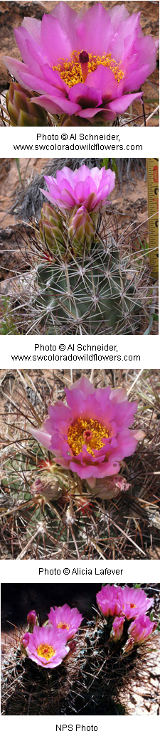 Sclerocactus whipplei
