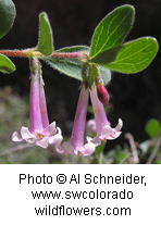 Symphoricarpos longiflorus