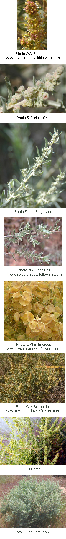 Atriplex canescens
