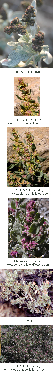 Atriplex confertifolia