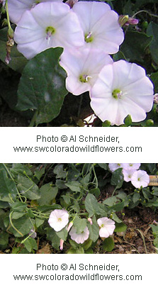Convolvulus arvensis