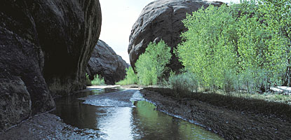 Extensive Tamarisk removal has helped native cottonwoods in Courthouse Wash