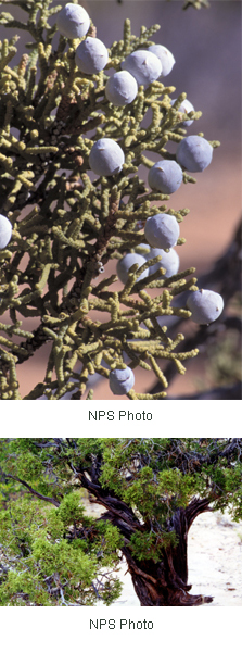 Juniperus osteosperma