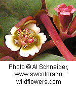 Chamaesyce fendleri