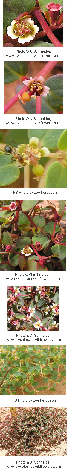 Chamaesyce fendleri