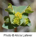Euphorbia brachycera