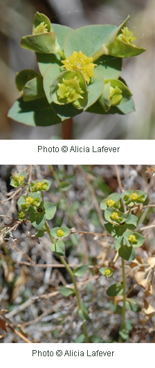 Euphorbia brachycera