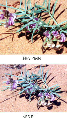 Astragalus ceramicus