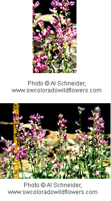 Astragalus lentiginosus