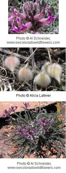 Astragalus mollissimus