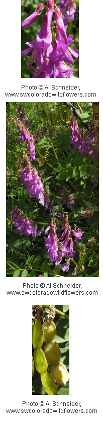 Hedysarum boreale