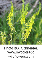 Melilotus officinalis