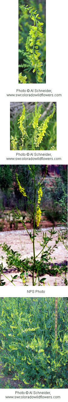 Melilotus officinalis