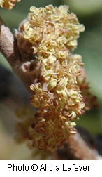 Quercus havardii