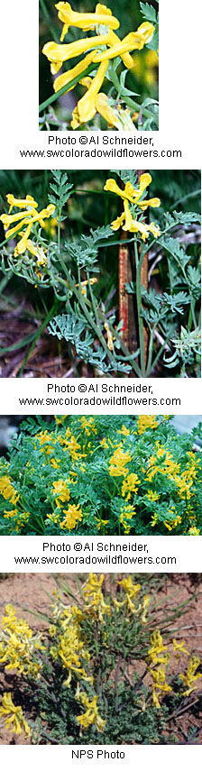 Corydalis aurea