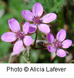 Erodium cicutarium