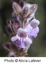 Poliomintha incana