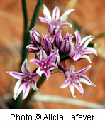Allium textile