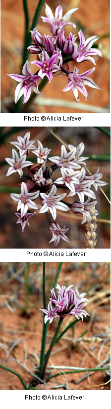Allium textile