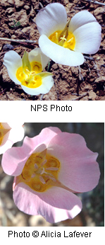 Calochortus nuttallii